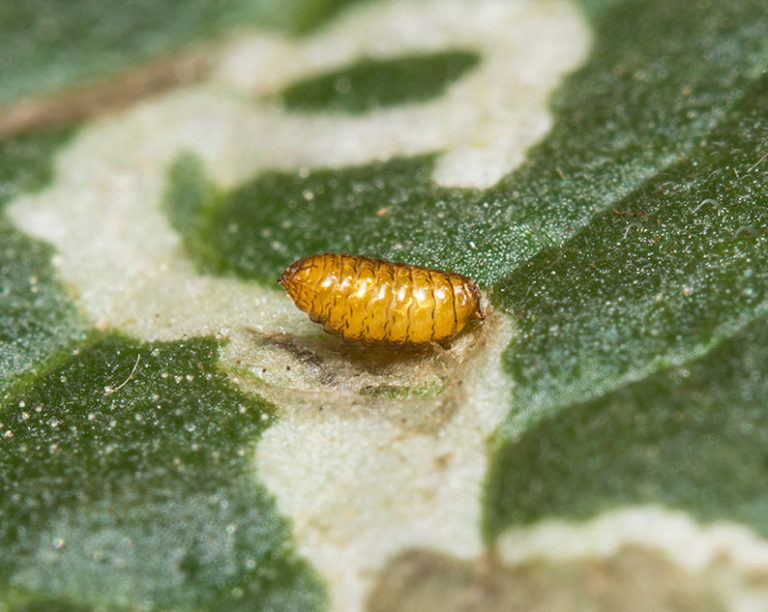 LEAF MINER – Hughes Tree Service