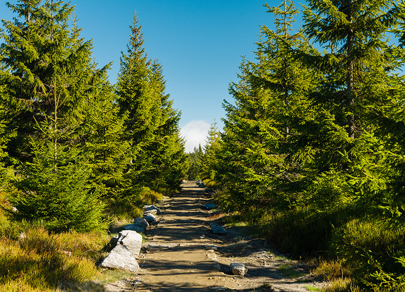 Spruce Trees