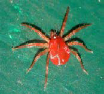 Spider Mite Close Up