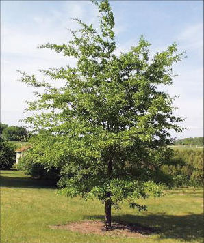 Trees For Sale – Hughes Tree Service